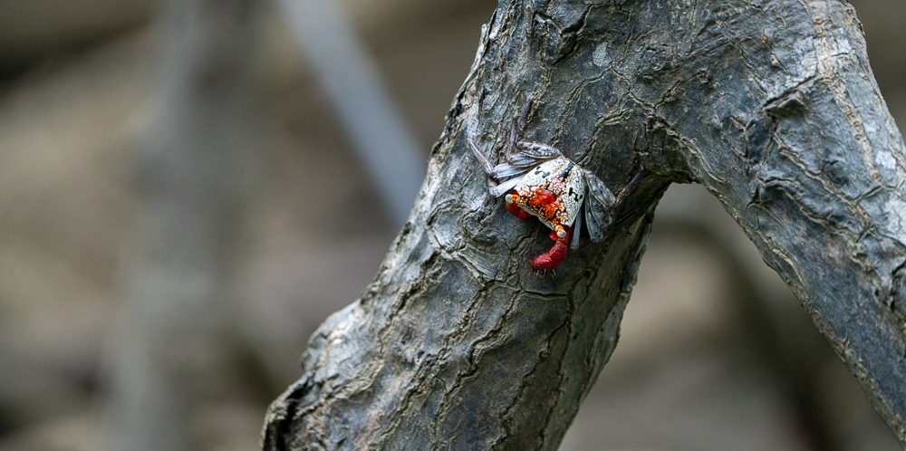 Damas Island Wildlife