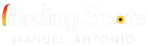 light logo