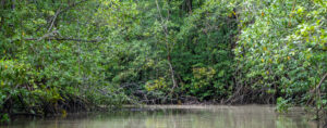 Mangrove Ecosystem