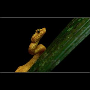 Eyelash Viper "Oropel"