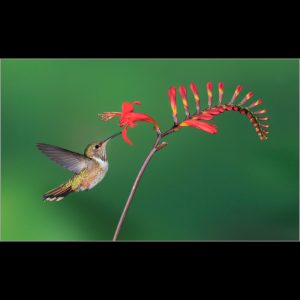 Female Volcano Hummingbird