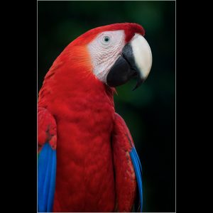Scarlet Macaw