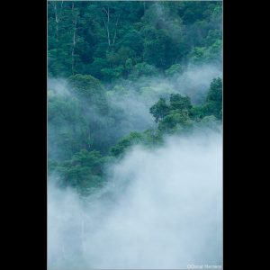 Osa Peninsula Rainforest