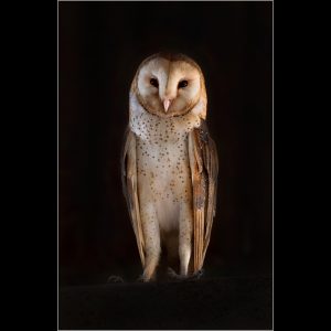 Barn Owl