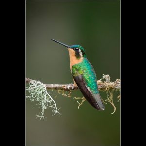 White throated Mountain Gem