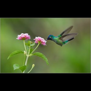 Violet headed Hummingbird