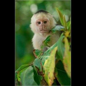 White faced Capuchin