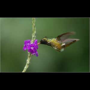 Black crested Coquette