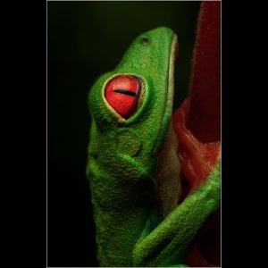 Red eyed leaf Frog