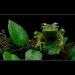 Glass Frog