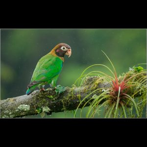 Brown hooded Parrot