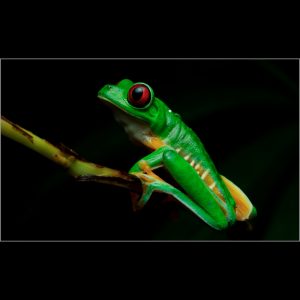 Red eyed leaf Frog