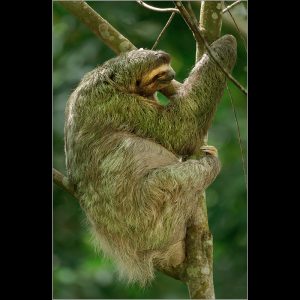 Three toed Sloth