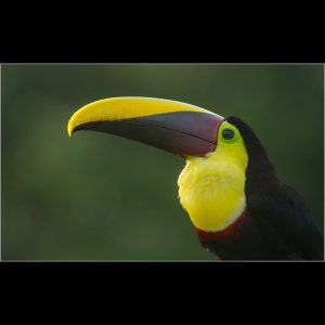 Yellow throated Toucan