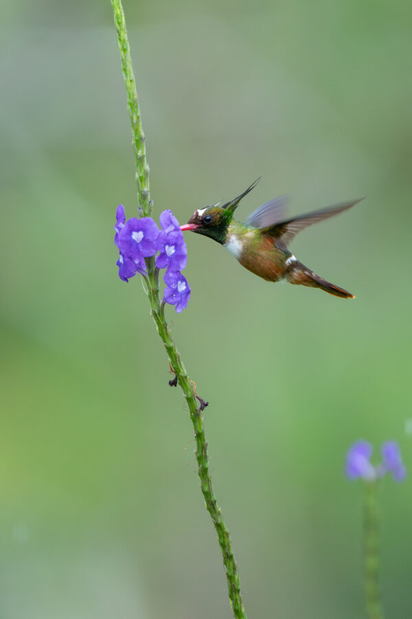 White crested Coquette