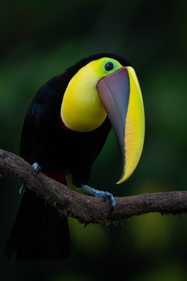 Yellow throated Toucan