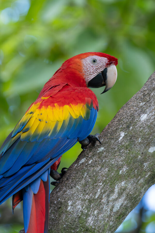 Scarlet Macaw