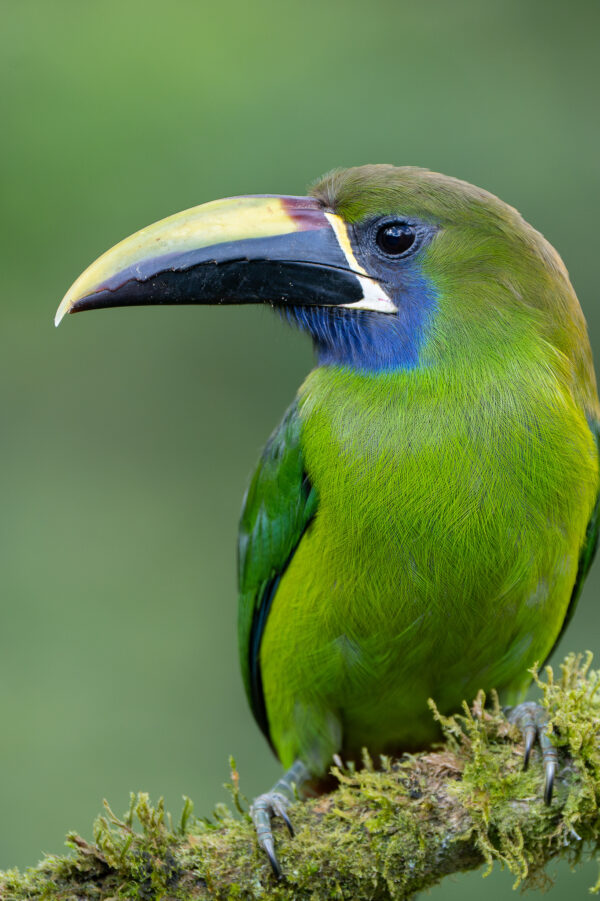 Northern Emerald Toucanet