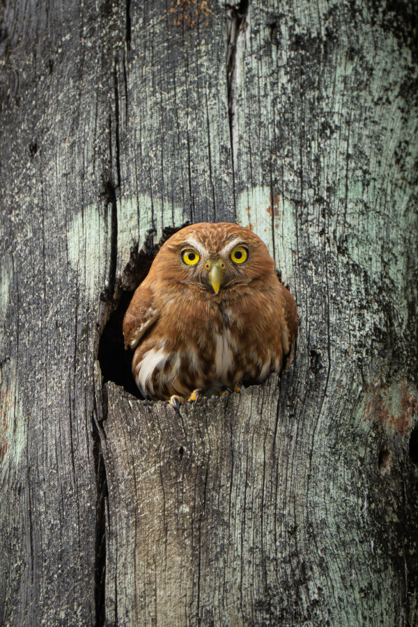 Ferruginous Pygmy Owl