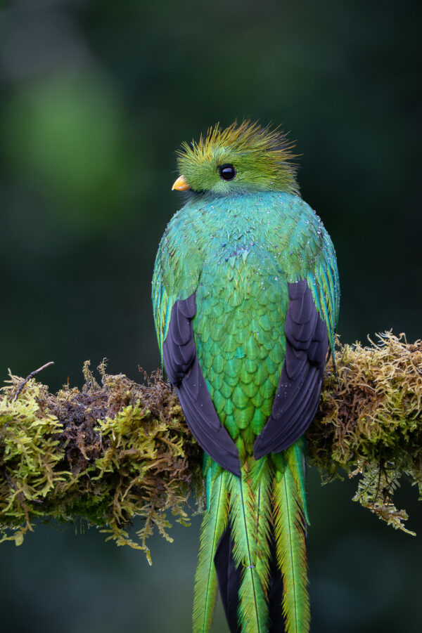 Resplendent Quetzal