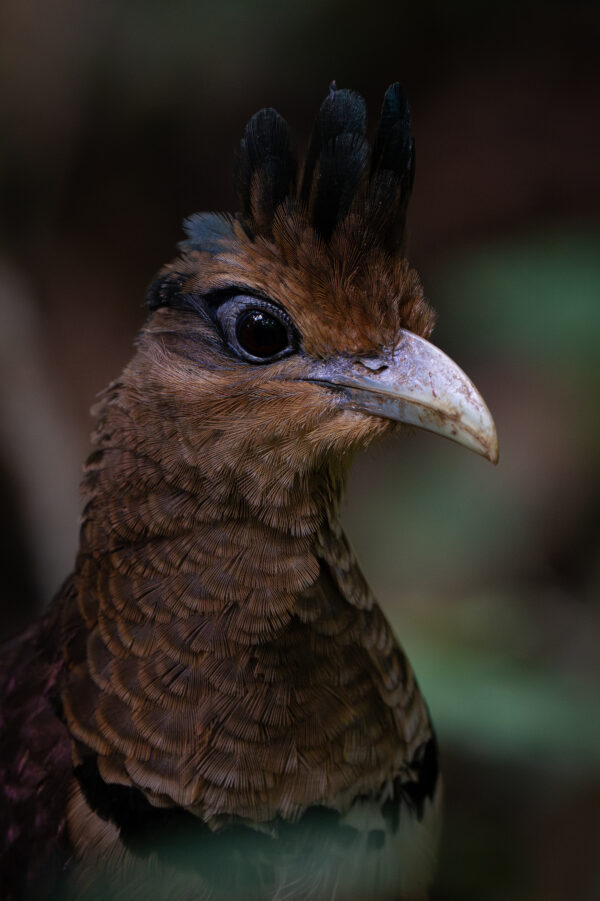 Rufous vented Ground Cuckoo