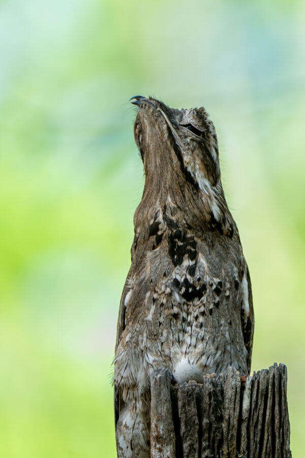 Common Potoo