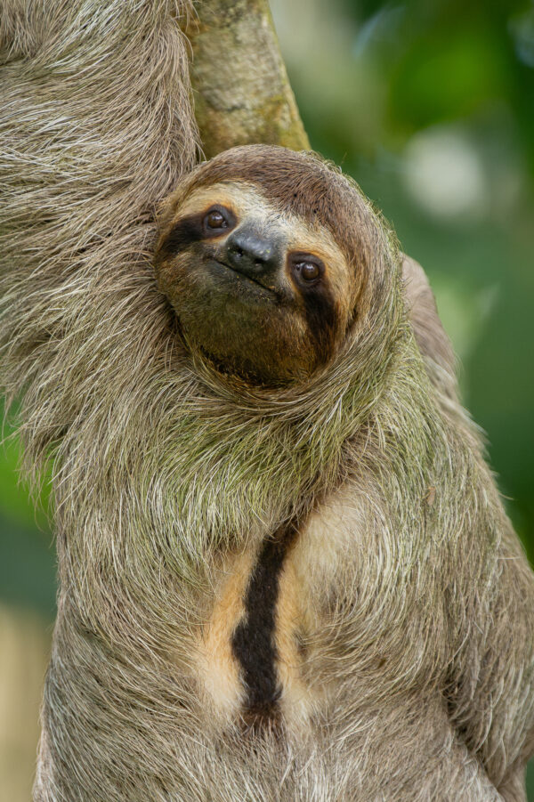 Three toed Sloth