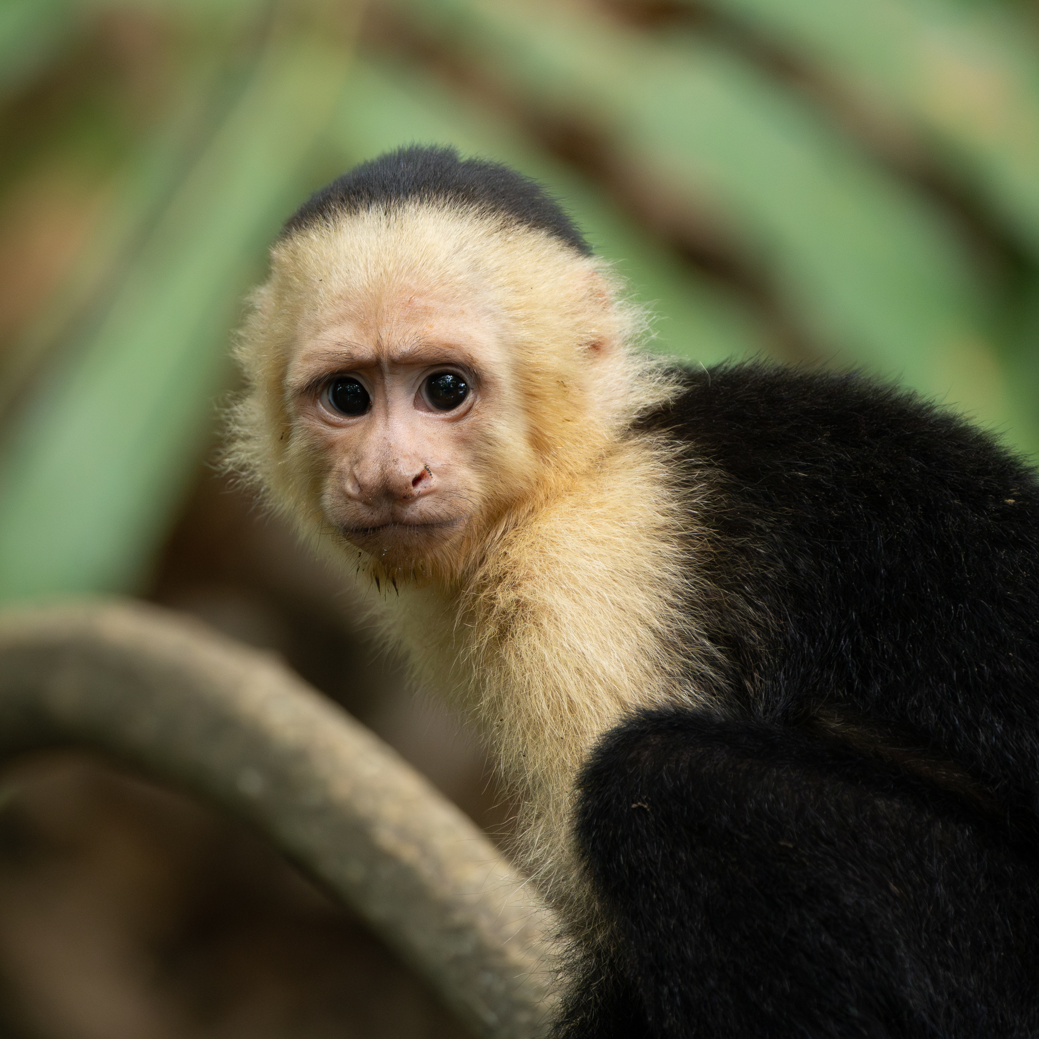 White faced Capuchin