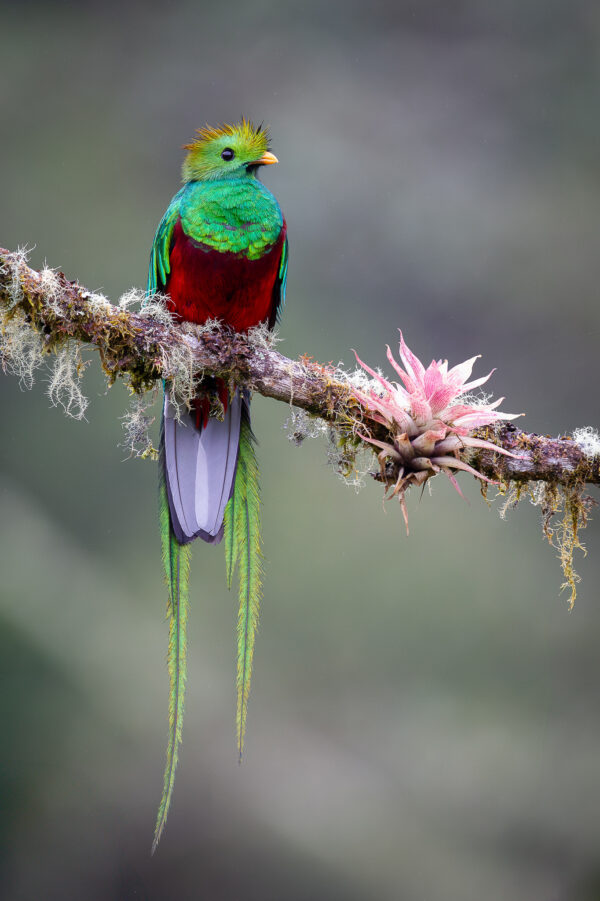 Resplendent Quetzal 4