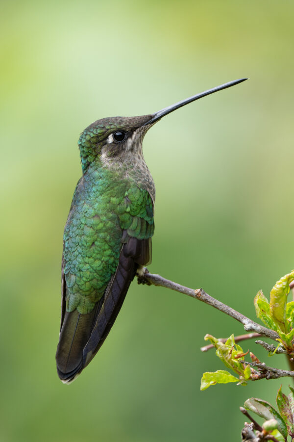 Talamanca Hummingbird