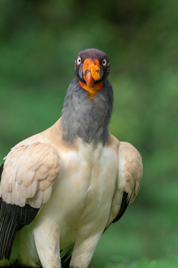 King Vulture
