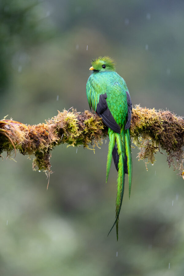 Resplendent Quetzal 2