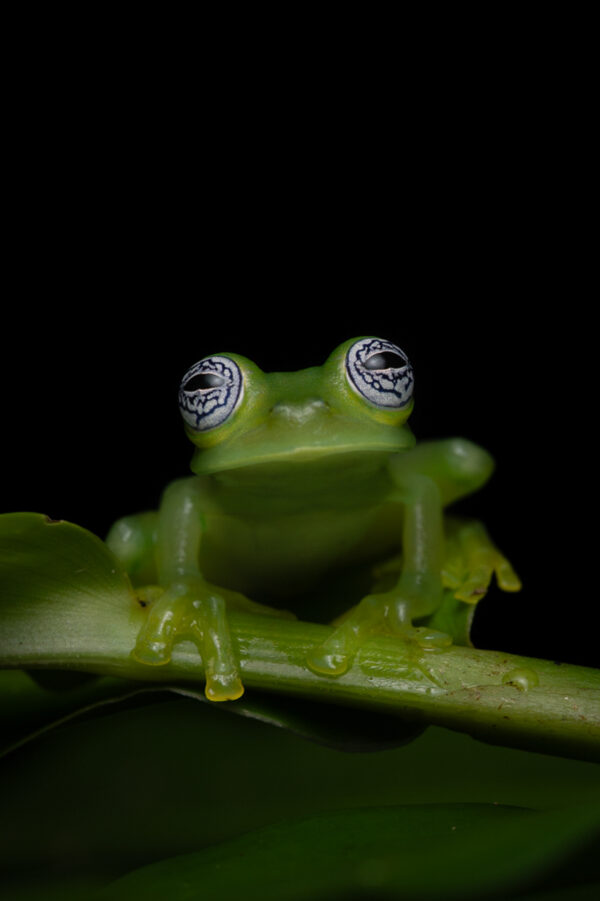 Ghost Glass Frog