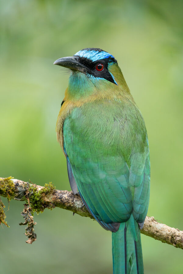 Lessons Motmot 2