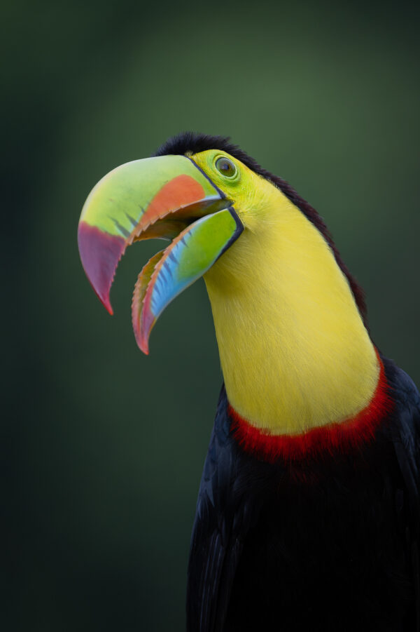 Keel billed Toucan