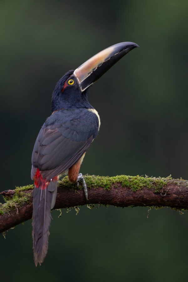 Collared Aracari